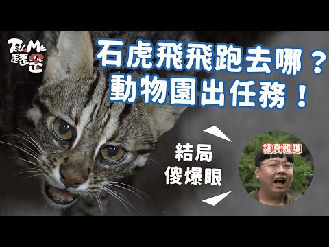 【TELL ME 歪歪歪】前往動物園找石虎飛飛！這轉折讓主持人嘆6字