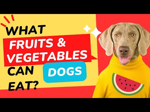 Can Dogs Eat Apples, Bananas, Watermelon, Carrots, Grapes? The Definitive Guide to What Dogs Can Eat