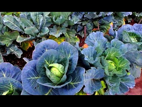 Капуста и что где растёт/Cabbage and that is where it grows