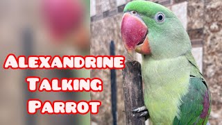 Alexandrine Talking Parrot 🦜Video Compilation #youtubeshorts #shorts #viral
