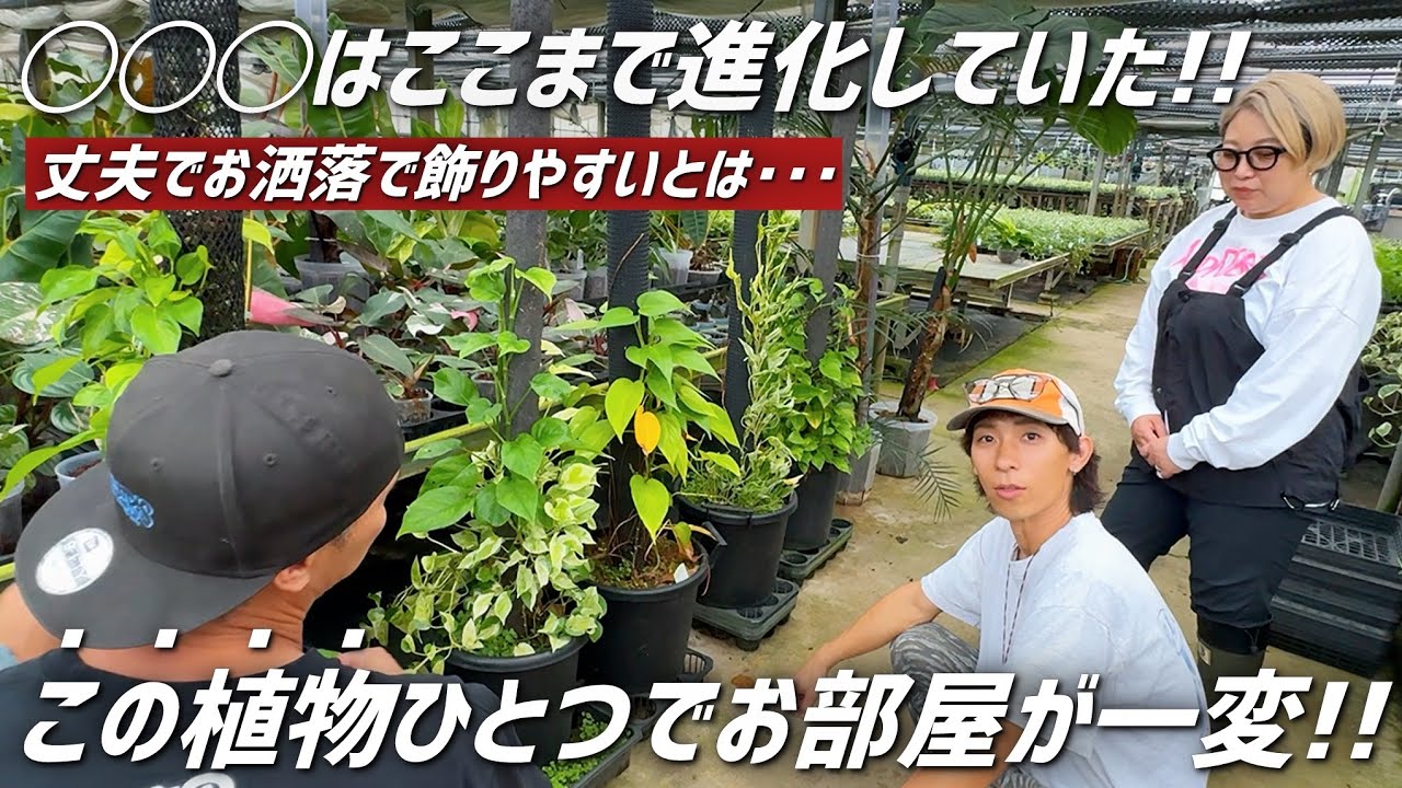 初心者でも育てやすい"ある植物"が部屋の雰囲気を一変させる!!【浅岡園芸コラボ】