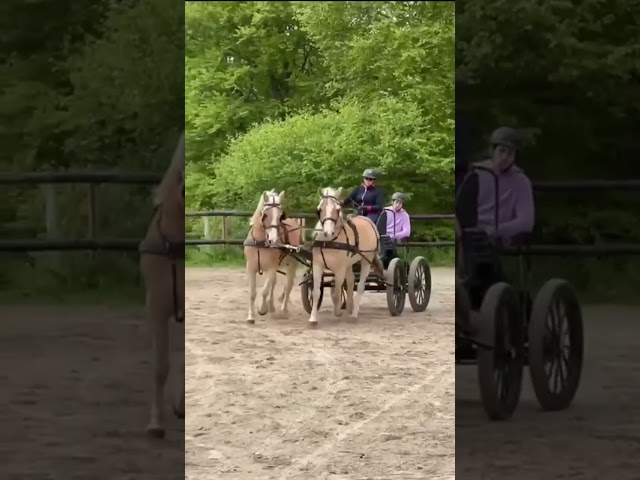 Gelding Haflinger For sale 2016 Chesnut