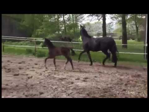 *2016 Hengstfohlen von Le Vivaldi - Heinrich Heine  SOLD!!!!