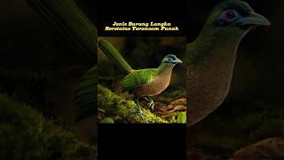 Download lagu Jenis Burung Langka Yang Terancam Punah, Apa Saja? simak fakta berikut ini! #shorts #animals #burung mp3