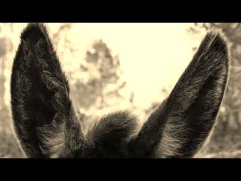 Bob Nelson e seus Rancheiros - BURRO TEIMOSO - Antônio Almeida - RCA Victor 80-0569-a