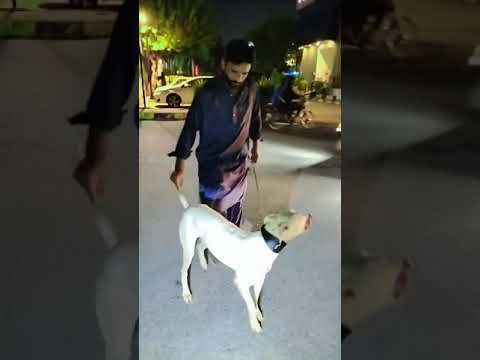 New dogs kajla gifted hameed #doghunter #doglover