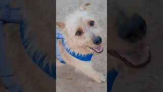 Video preview image #1 Mutt Puppy For Sale in San Diego, CA, USA