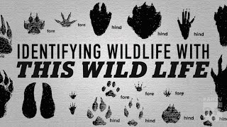 Identifying wildlife with THIS WILD LIFE