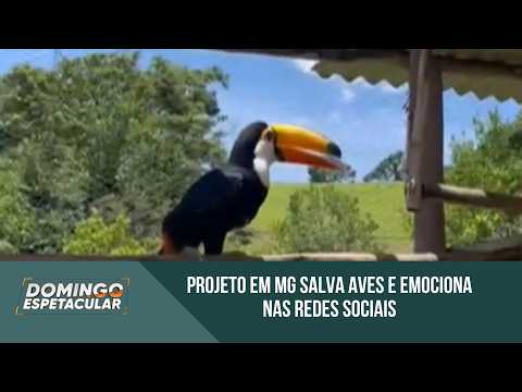 Projeto em Minas Gerais transforma vida de aves resgatadas e emociona na internet