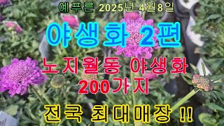 25년4.8) 야생화2편  200가지 야생화 전국최대매장
