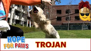 Download lagu Dog made us believe it was over and then bites rescuer multiple times!!! 😱 EPIC #Trojans #rescue mp3
