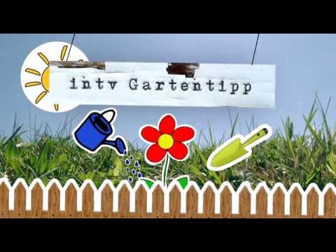 Gartentipp vom 01.07.2016 - Unkraut entfernen