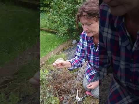 Sticklingar av lavendel