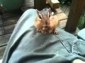 Chipmunk Eating 3 Peanuts
