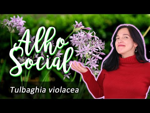 , title : 'Alho-social – Tulbaghia violacea'