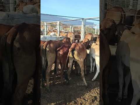 FEIRA DO GADO EM CIPÓ BA
