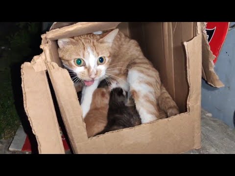 Mama's Cat Breastfeeding Her Kittens And Hissing At Me.
