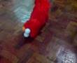 Laugh Out Loud With Elmo
