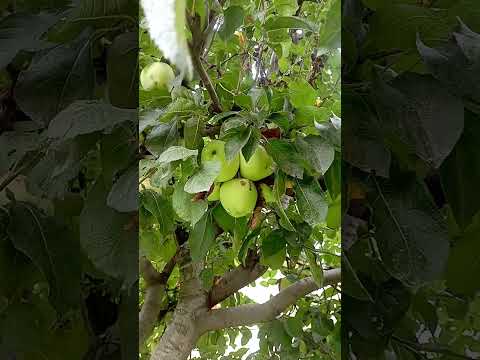 #Apple Dilshan# Shalimar Srinagar