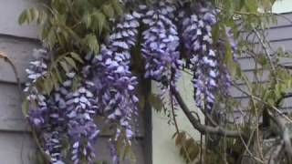 Edible Plants: Wisteria