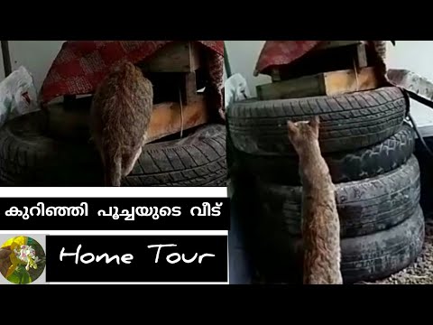 cats home tour |cats house |cat's home | Laila Rahman's Gardening| Cat |cute cats |cats home video