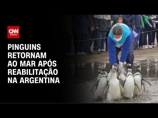 Pinguins retornam ao mar após reabilitação na Argentina; veja momento | CNN BRASIL