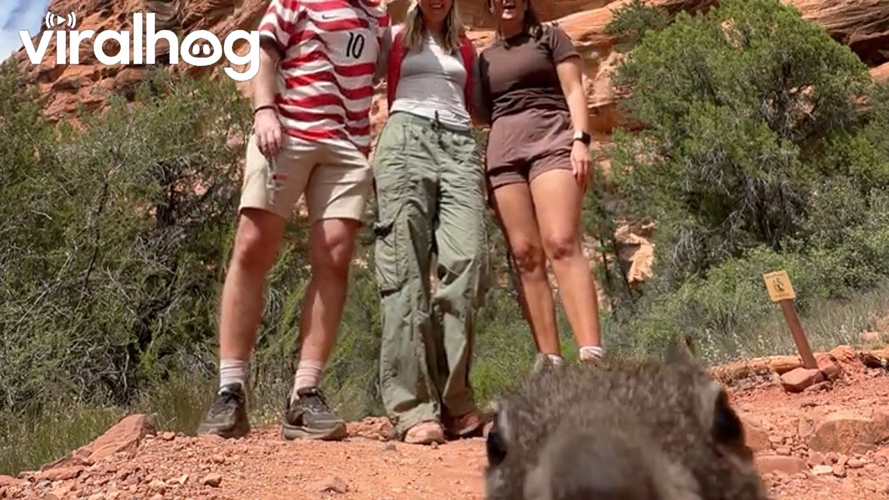 Squirrel Photobomb || ViralHog