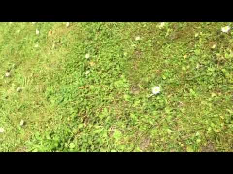 Prayer 4 protection from pestilence, fire and bullets