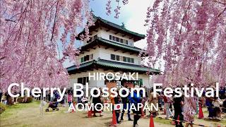 From Aomori Cruise Port to Hirosaki Cherry Blossom Festival by JR Train - Travel Guide Tips & Update