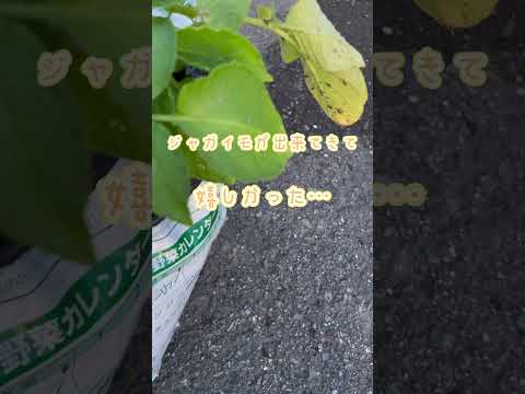 冬でもジャガイモは栽培できますか？どのような条件下で?  庭園