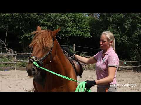 MUSTANG MAKEOVER 2018 Team Maya (TAG 3881) - Update 8