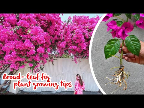 Bougainvillea growing tips | Method of propagation Bougainvillea with branches | Bear's Garden