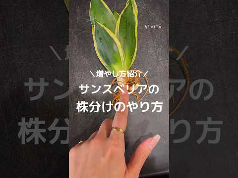 園芸 円筒形の葉を持つサンスベリア