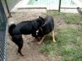 dog training queensland
