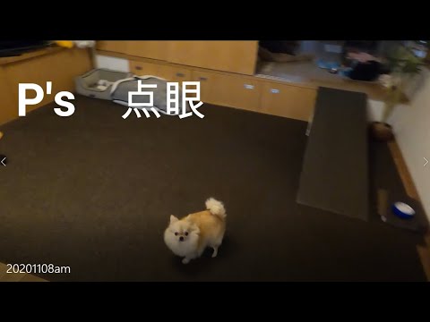 愛犬ぴあす【チワワ】。朝の散歩と点眼動画。20201108am