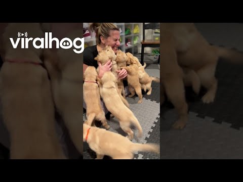 Golden Retriever Puppies Reunite With Nurse Who Delivered Them || ViralHog