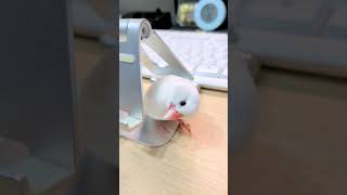 スマホスタンドがテント代わり？⛺️ #文鳥