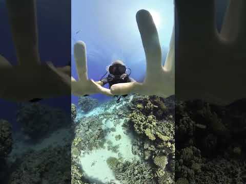 Diving in Erg Somaya - Red Sea, Hurghada