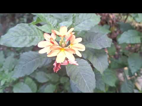 The sound of Happiness #peace #healing #flowers #happiness