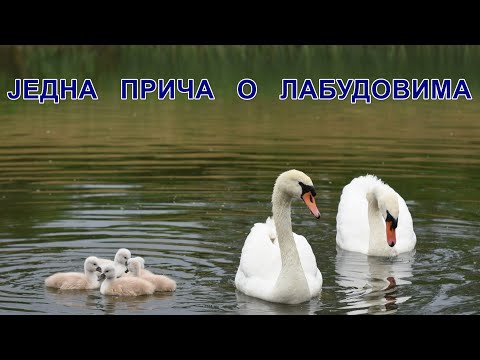PRIČA O JEDNOJ PORODICI LABUDOVA (125) DUHOVNA ŠKOLA - Steva Plavšić - Novi Sad