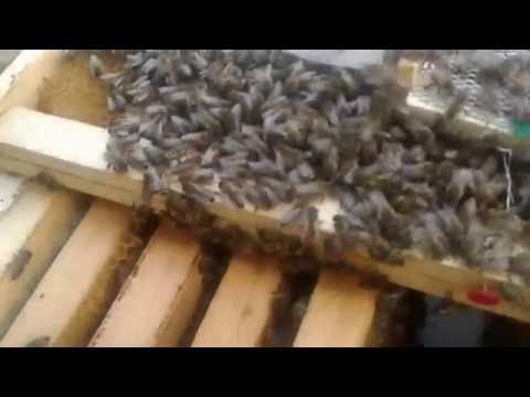 22.10.'16 Cusca pentru introdus matca