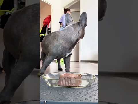 The Most Hilariously Cute Dog#funnydogs#cute#doglover#FunnyCuteDog#AdorablePuppy#FunnyCuteDog