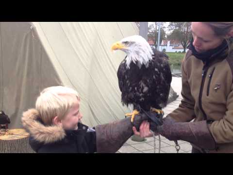 Sebastian holder havørn