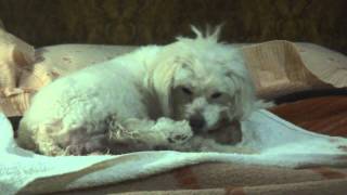 Parto de Bianca - Bichón Frise - Poodle - Caniche - Nacimiento Natural