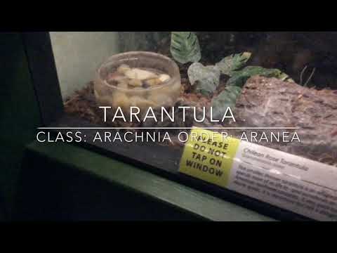 Jarius, Vivica, Charles & Azucena - Arthropods of Fernbank