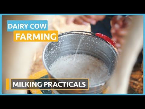 Dairy Cow Farming Lesson 1 Introduction to Dairy Farming Course