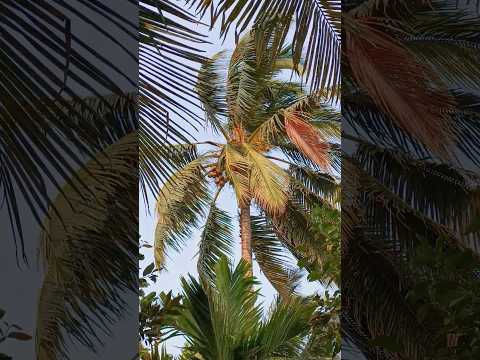 Peaceful 🕊️ place in Shrivardhan #nature #maharashtra #resort