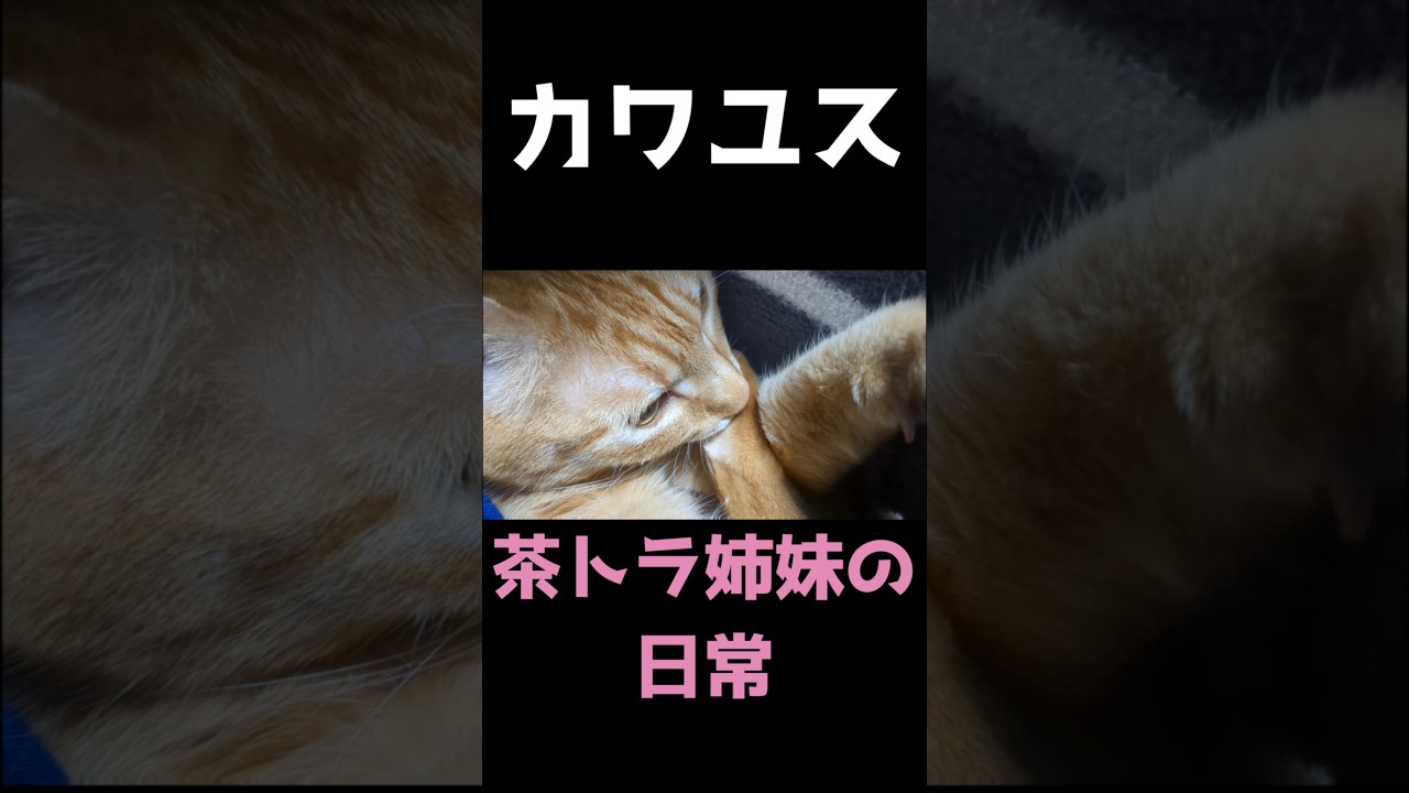 幸せの極み　#茶トラ　#猫