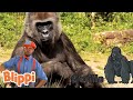 Zoo Animals Blippi Kids Learning Videos Nursery Rhymes ABCs And 123s