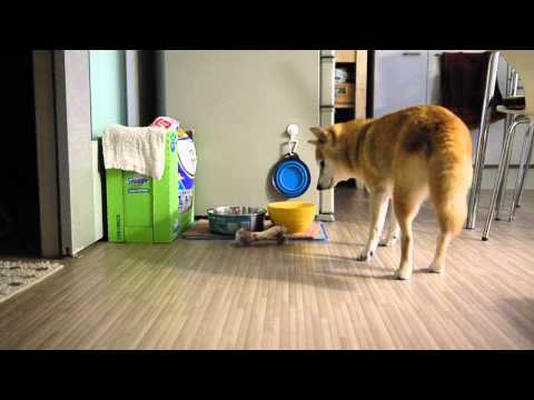 Matcha- My Shiba-Inu tries to bury her bone...in the kitchen...